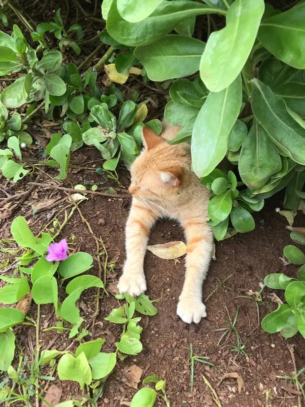 Photo 16 from my trip to Maui