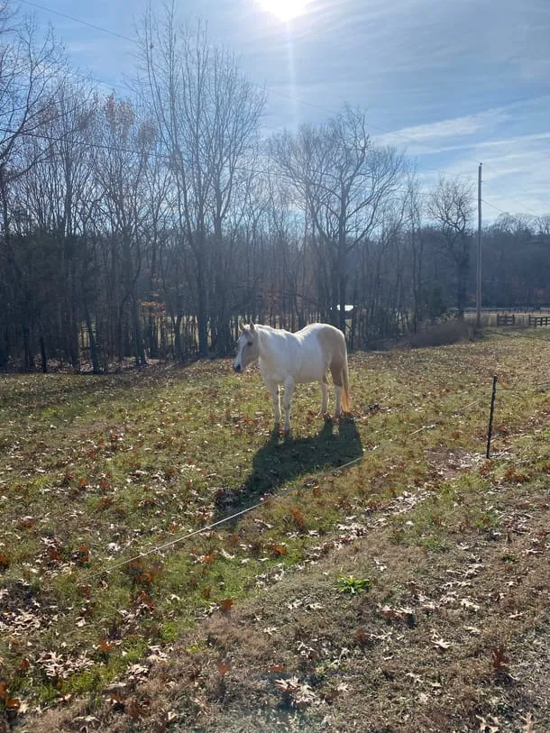 Photo 4 from my trip to Tennessee